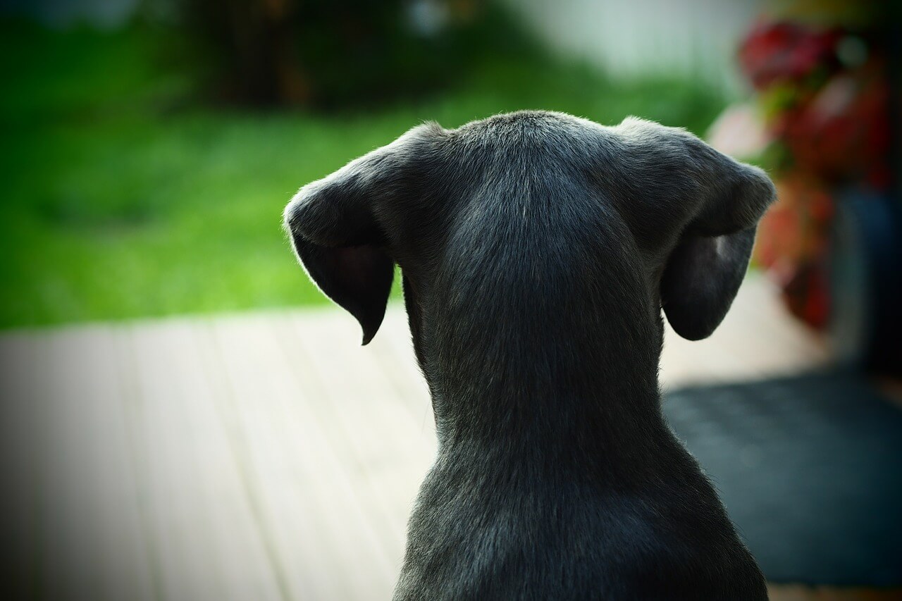 飼い犬の鳴き声に関する騒音基準と飼い主への効果的な伝え方
