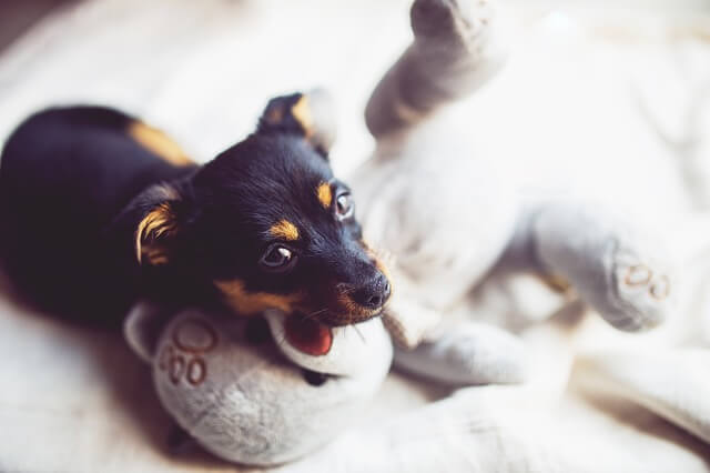 犬・猫の里親譲渡前にチェックするべき3つの重要事項とは？