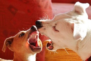 飼い犬による噛みつきに関する解決方法