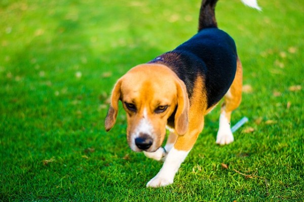 飼い犬の噛みつきの治療費・慰謝料の時効と効果的な請求手順