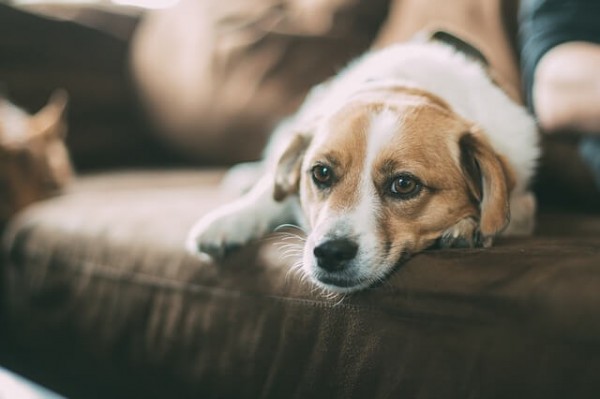 愛犬が配達員に噛みついた時の飼い主の責任と具体的な対処法