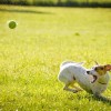 愛犬が人を噛んだ時に飼い主が行う届出と話し合いの手順