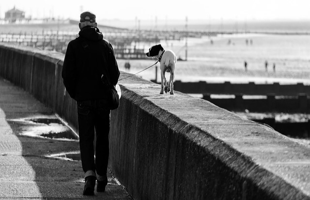 愛犬の散歩を任せた時の咬傷事故の法的責任とは？