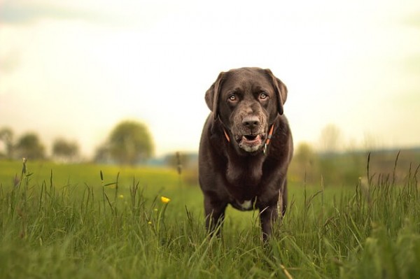 犬の噛みつき・騒音の改善要望を飼い主へ効果的に伝える方法