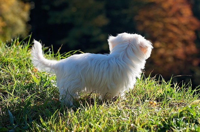 死亡時など飼い犬の各種変更時に行う手続きの詳細一覧